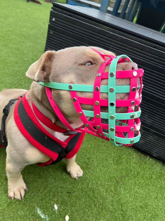 Behind the scenes: RSPCA request custom muzzles