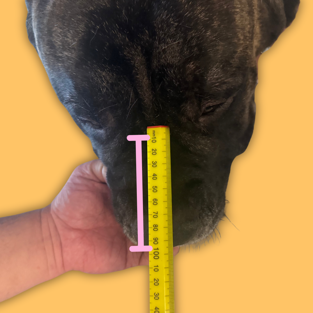 Dog's snout being measured with a yellow ruler on a yellow background