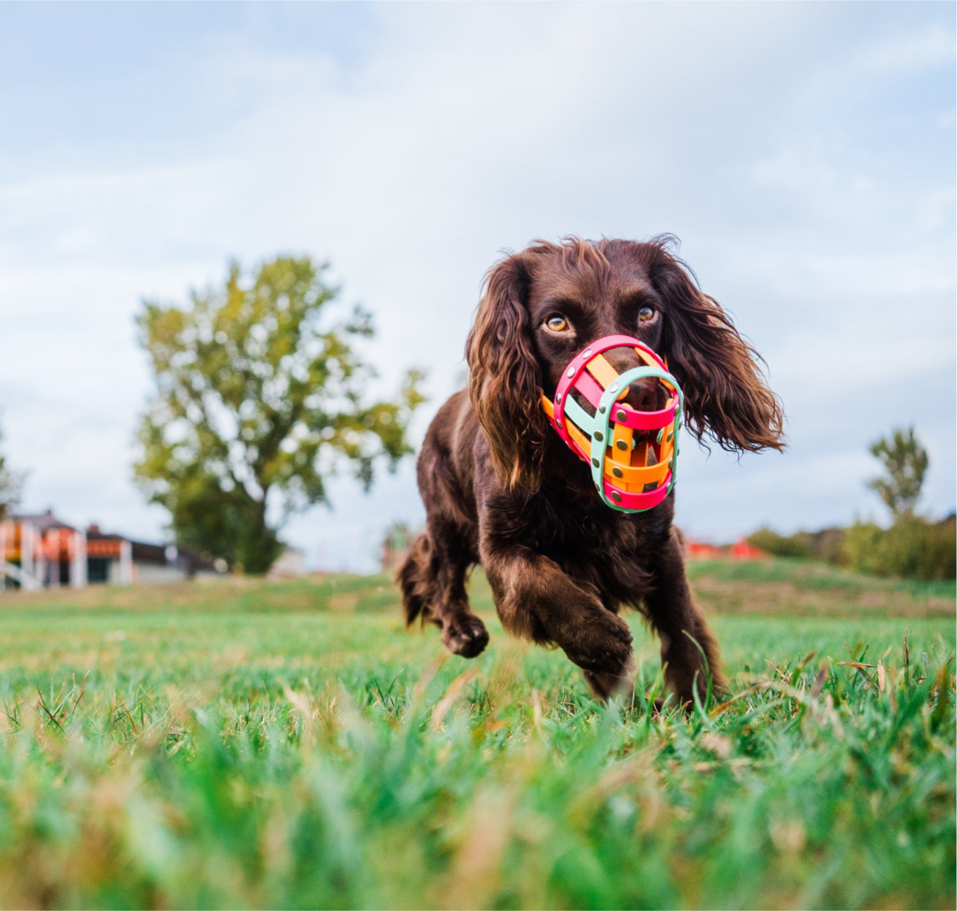 Custom dog muzzle
