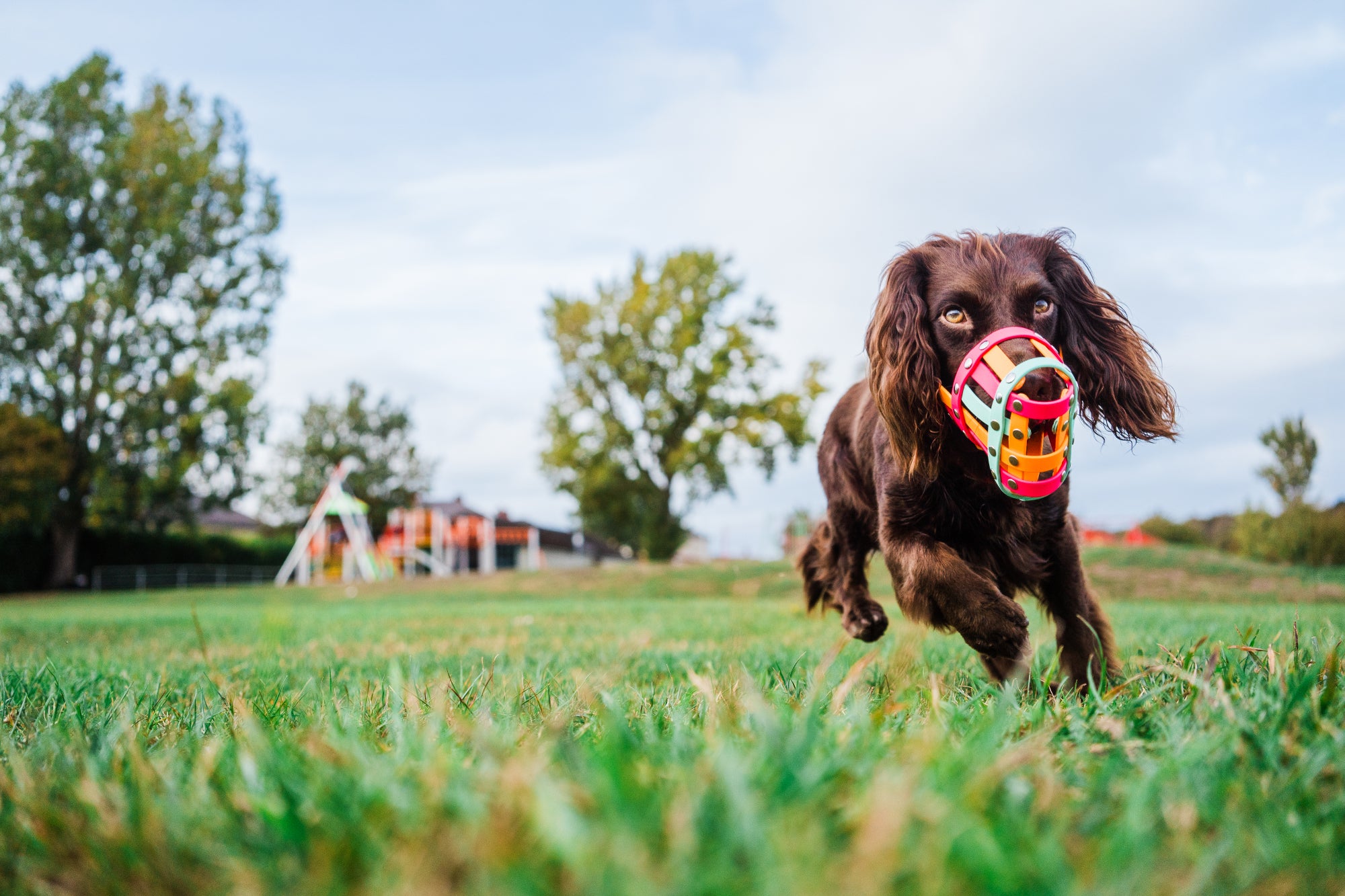 Dog running on grass with a colourful muzzle on