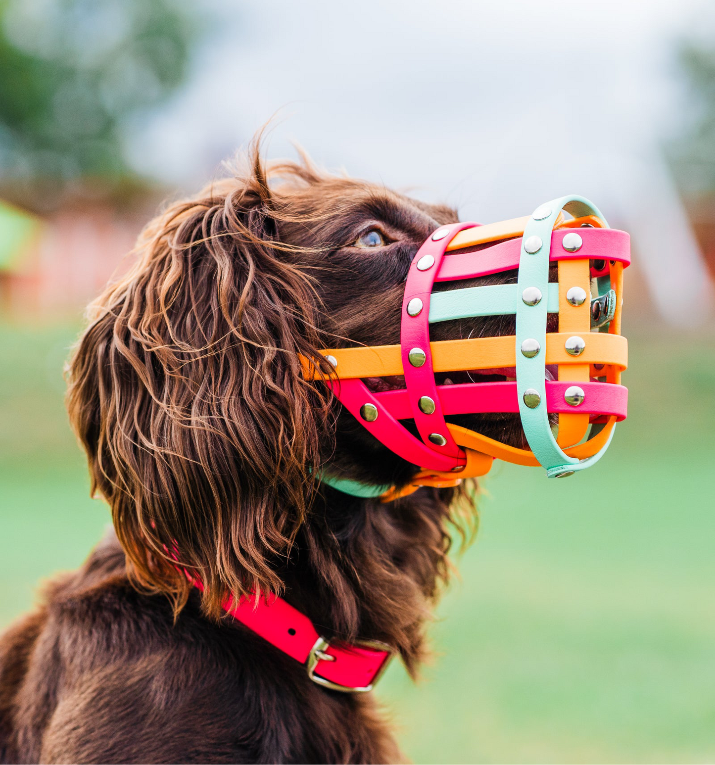 Custom dog muzzle