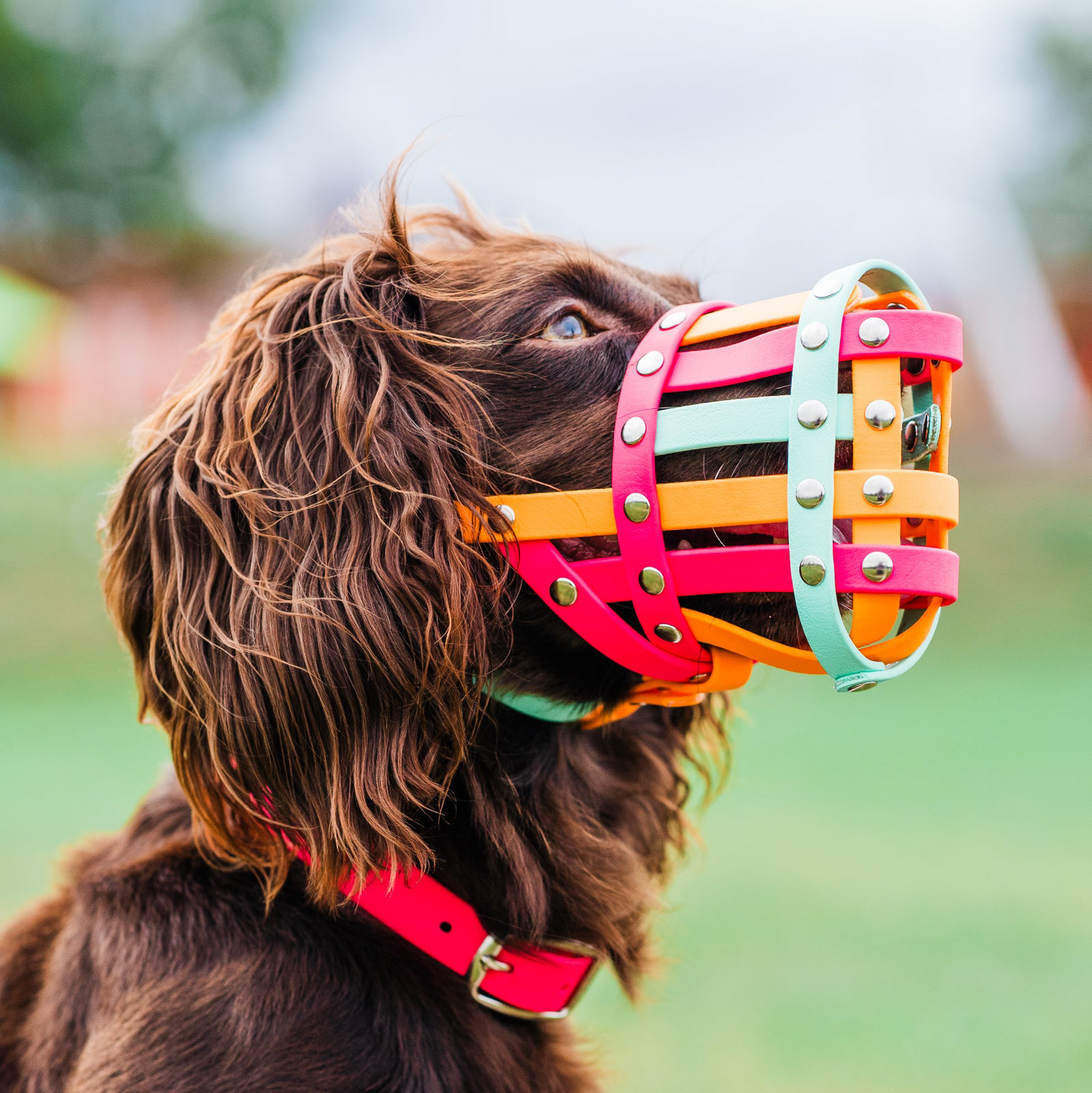 Dog wearing a colorful muzzle with a blurred natural background