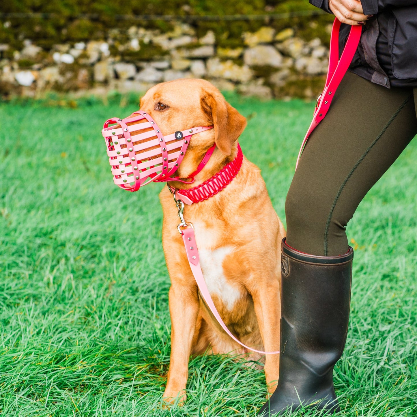 Dog wearing a striped muzzle sitting on grass next to a person in black boots.