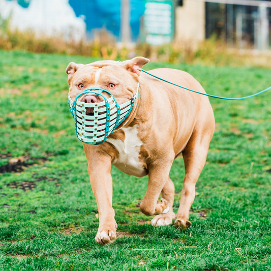 Woof Size Muzzle | Dog Muzzle Size Woof | Size Woof Strap XL