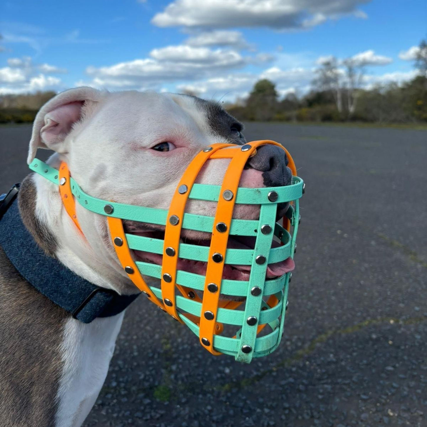 Custom dog muzzle