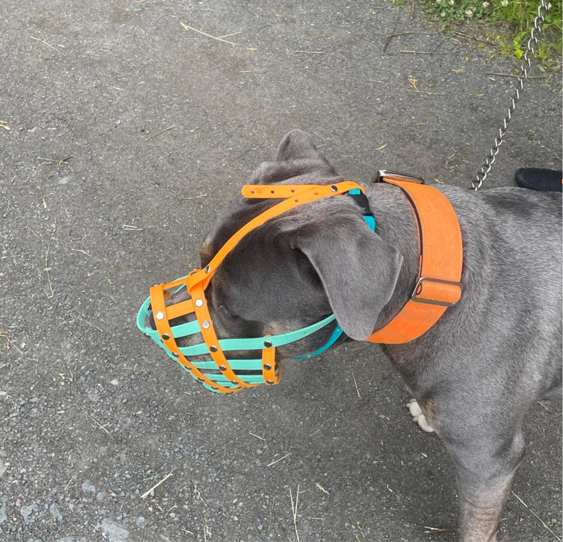 Dog Forehead Strap | Muzzle Stability Strap | Support Straps