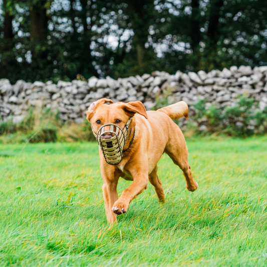 Bone Size Muzzle | Dog Muzzle Size Bone | Size Bone Strap