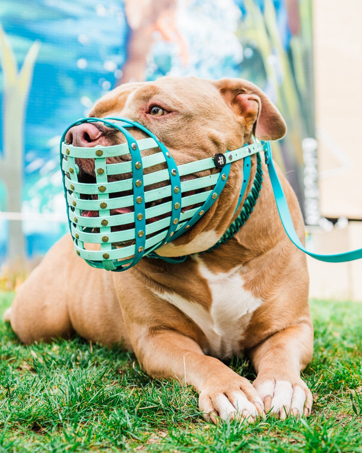 Dog wearing a green muzzle lying on grass with a pool and person in the background