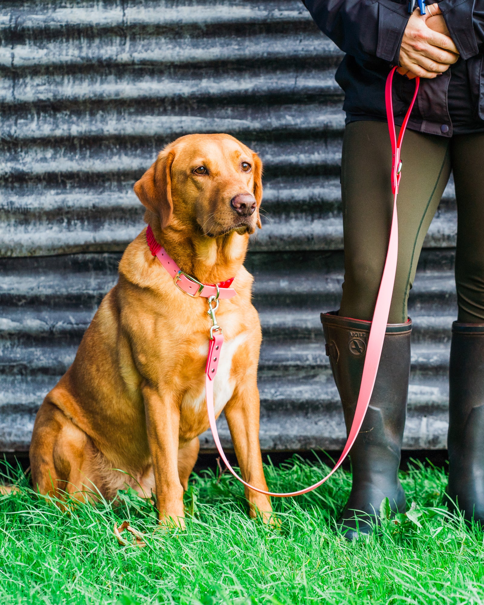 Brown dog on a leash sitting on grass with a person wearing boots and leggings in the background.