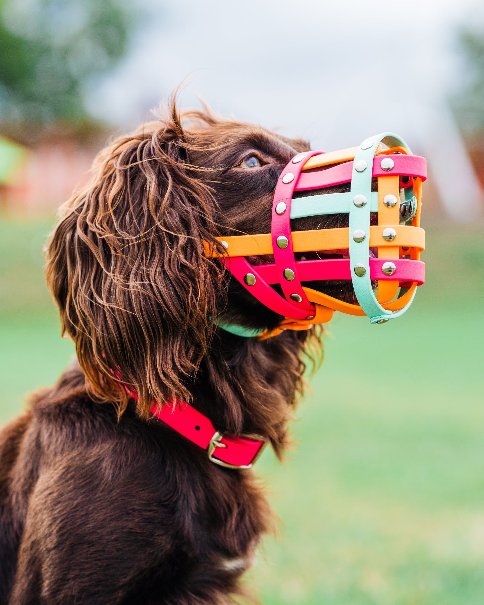 Dog wearing a colorful muzzle with a blurred outdoor background
