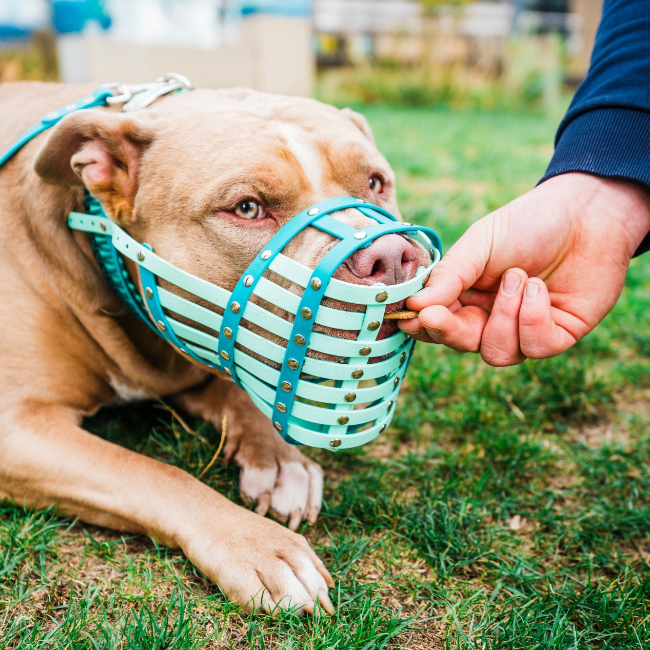 Dog wearing a green muzzle being held by a person outdoors on grass