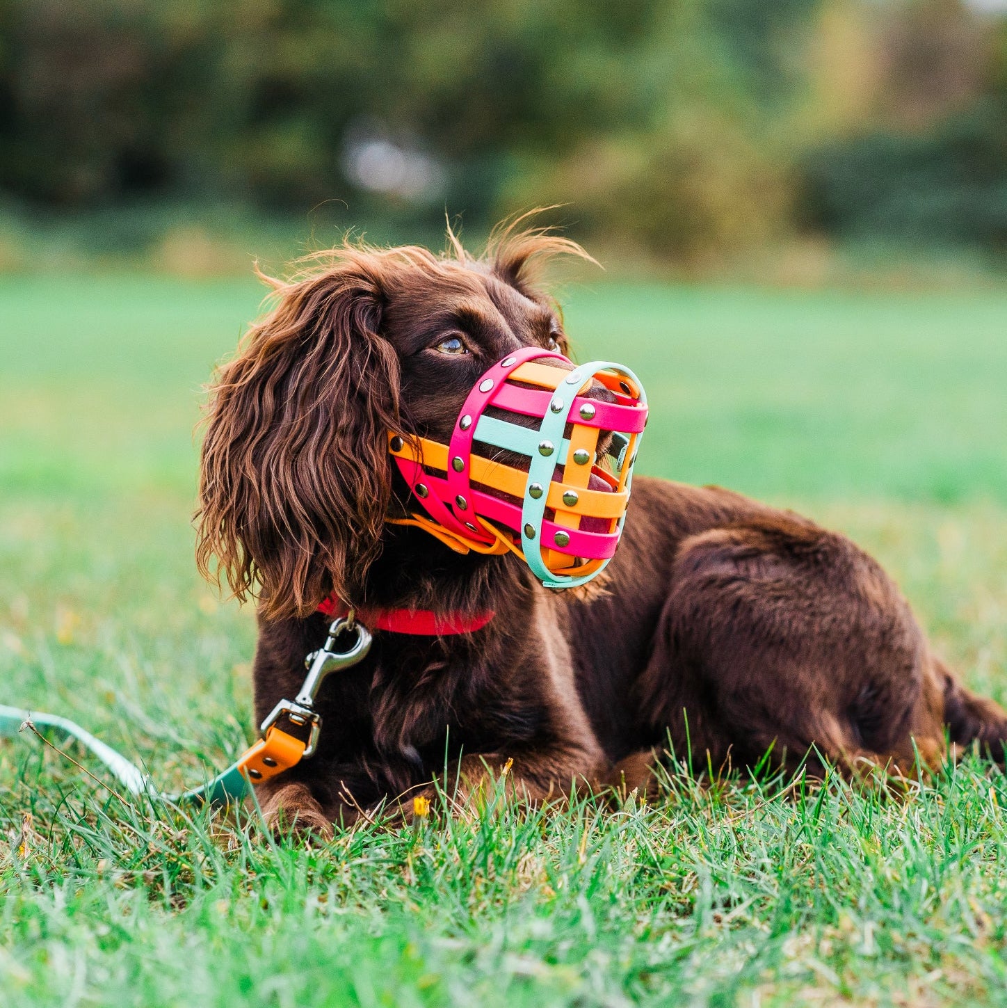 Dog wearing a colorful muzzle in a grassy field