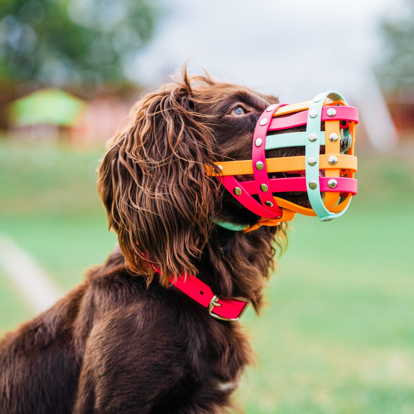 Dog wearing a colorful muzzle and collar in an outdoor setting
