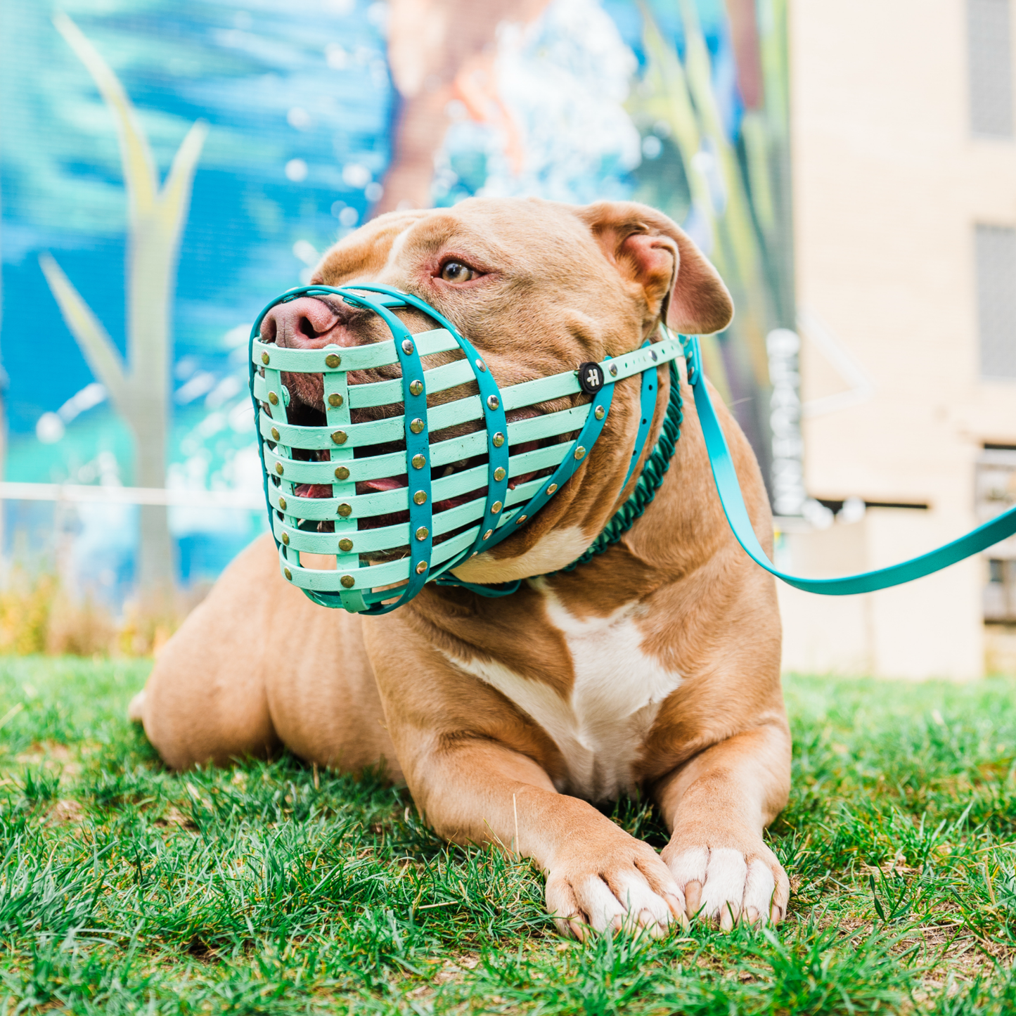 Dog wearing a green muzzle and leash lying on grass
