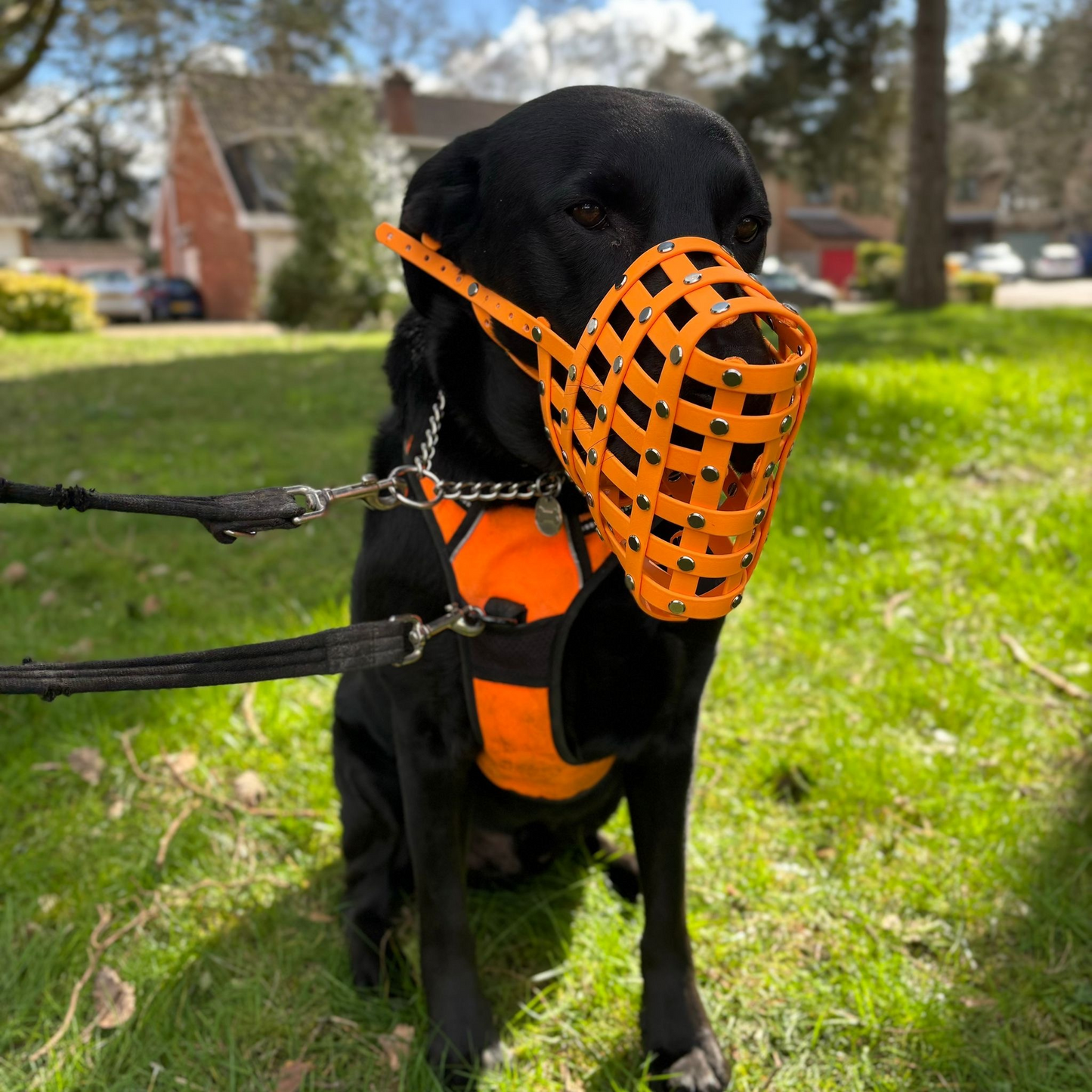 CUSTOM DOG MUZZLE