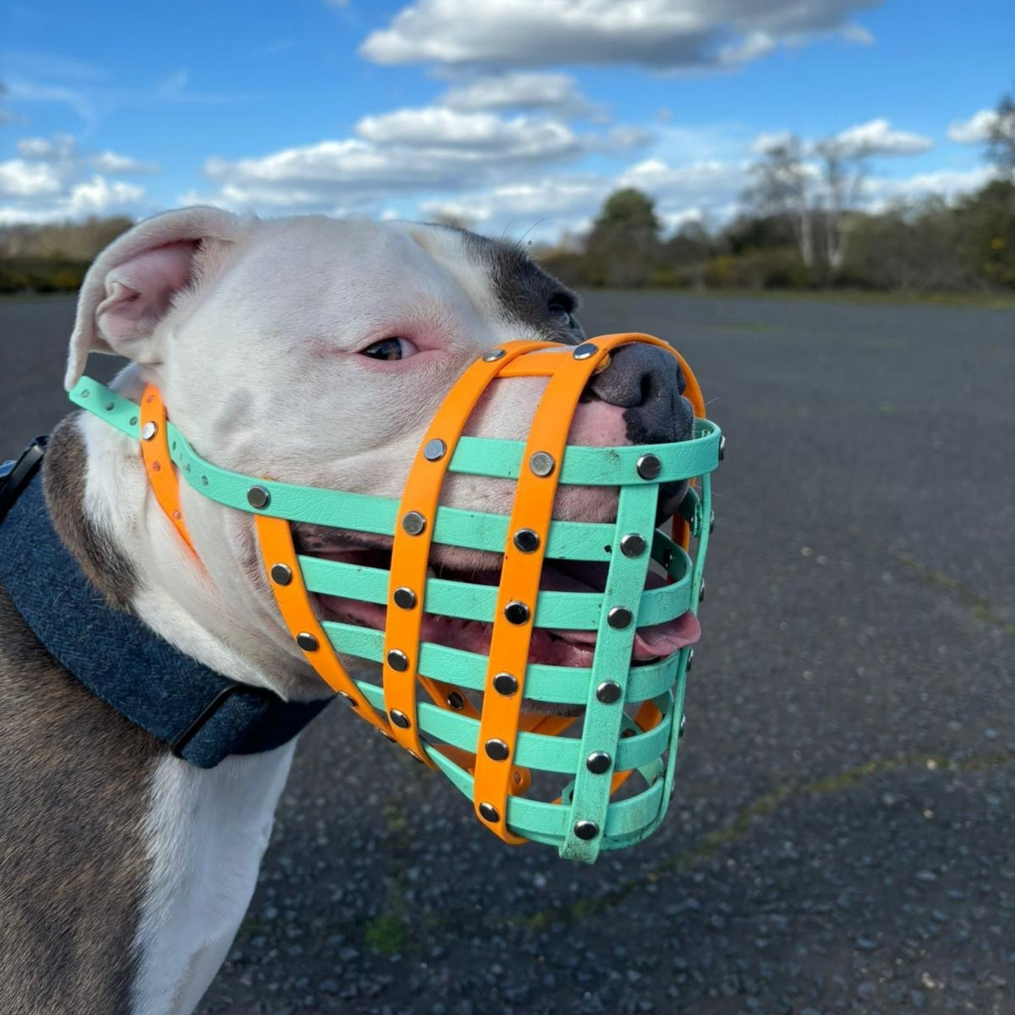 CUSTOM DOG MUZZLE